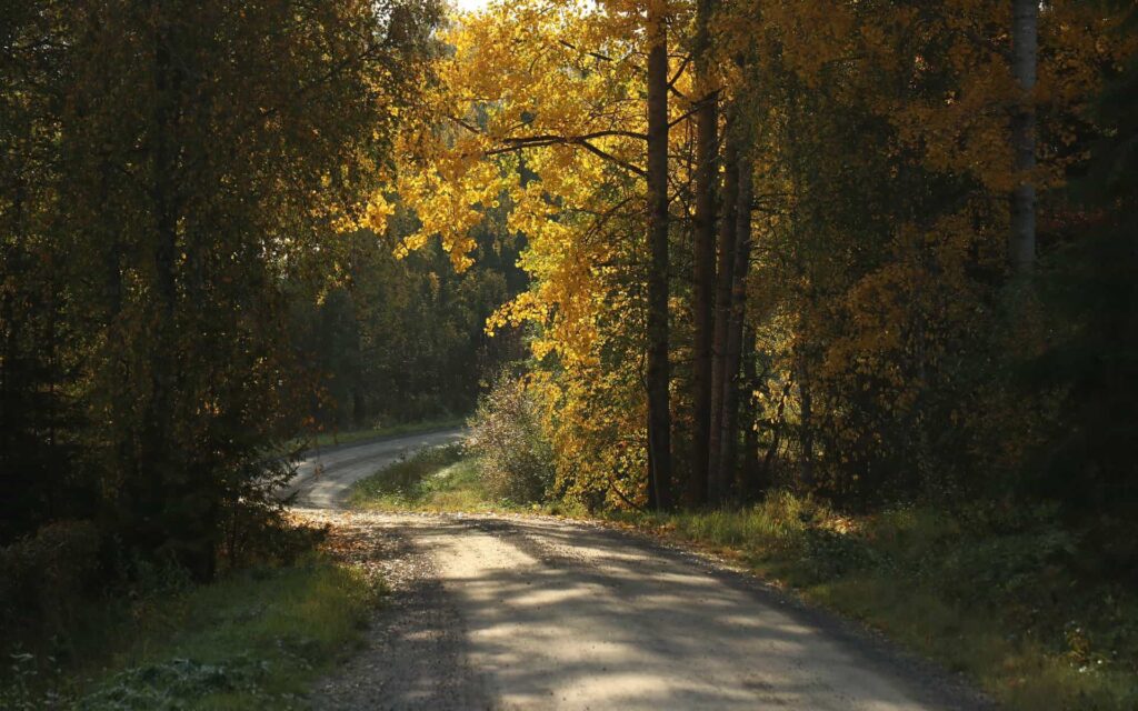 empty road with fall foliage
