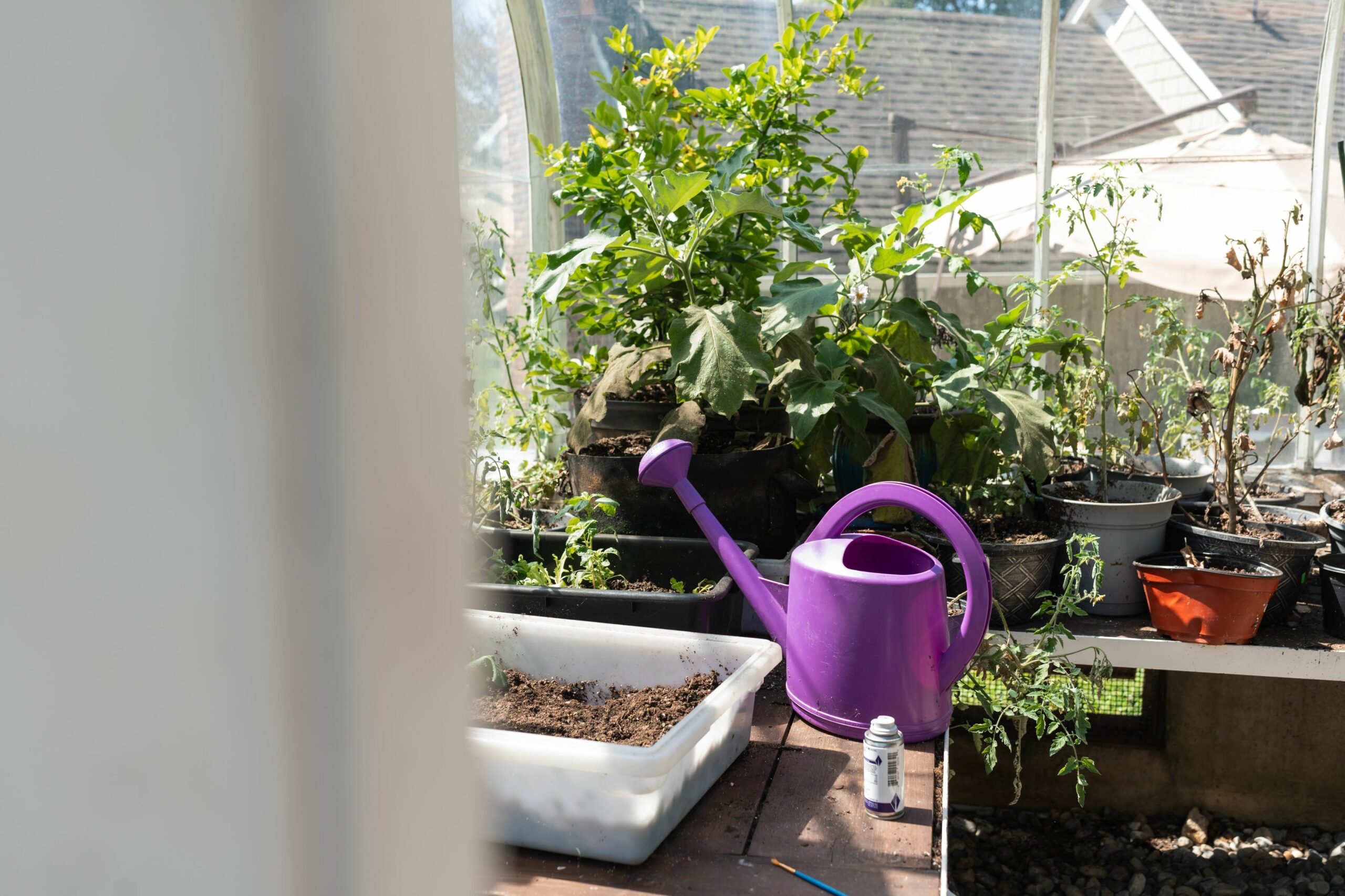 purple watering can and plants | Hidden River residential eating disorder treatment center