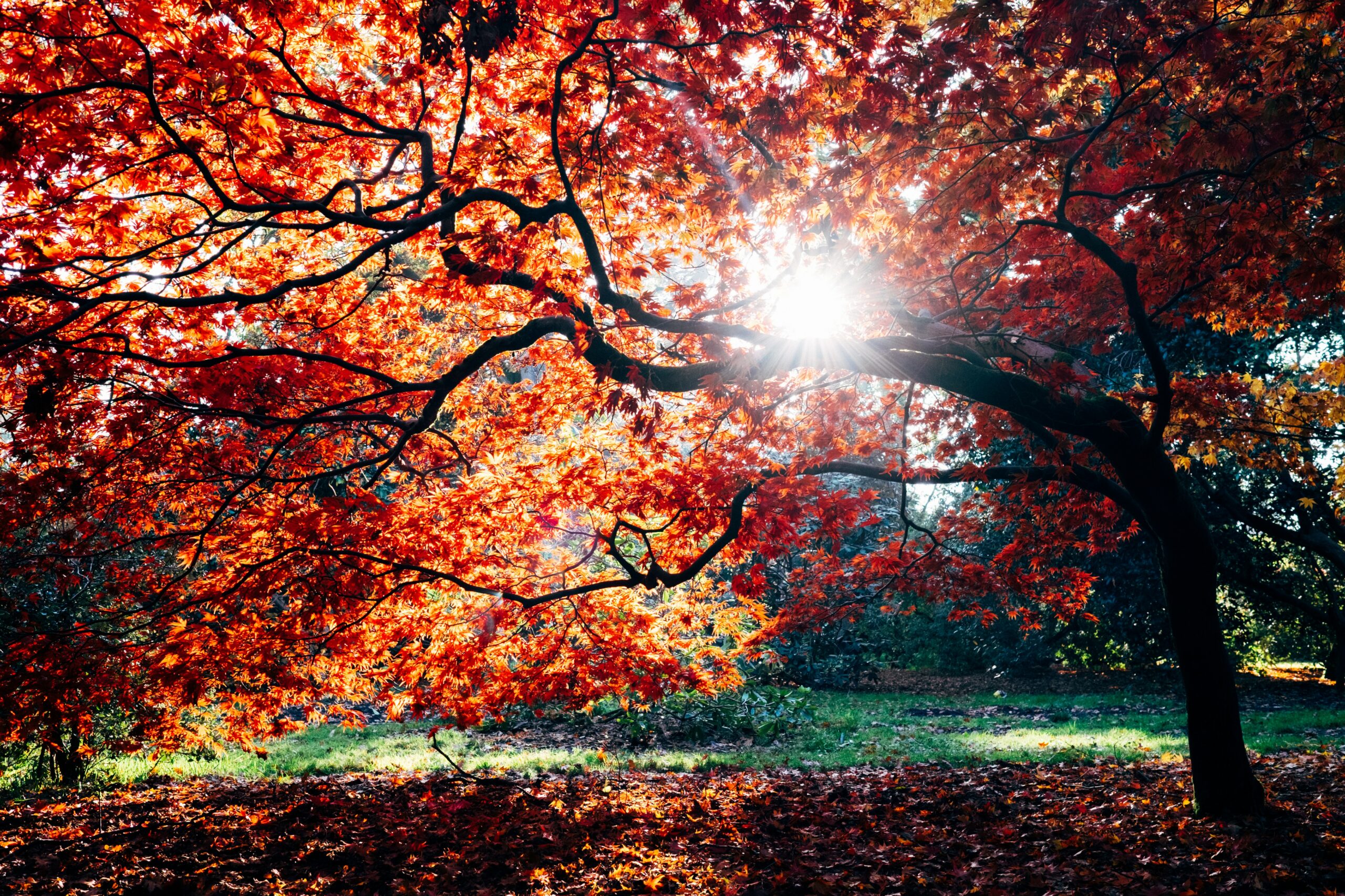 sun peeking through autumn leaves | Hidden River residential eating disorder treatment center